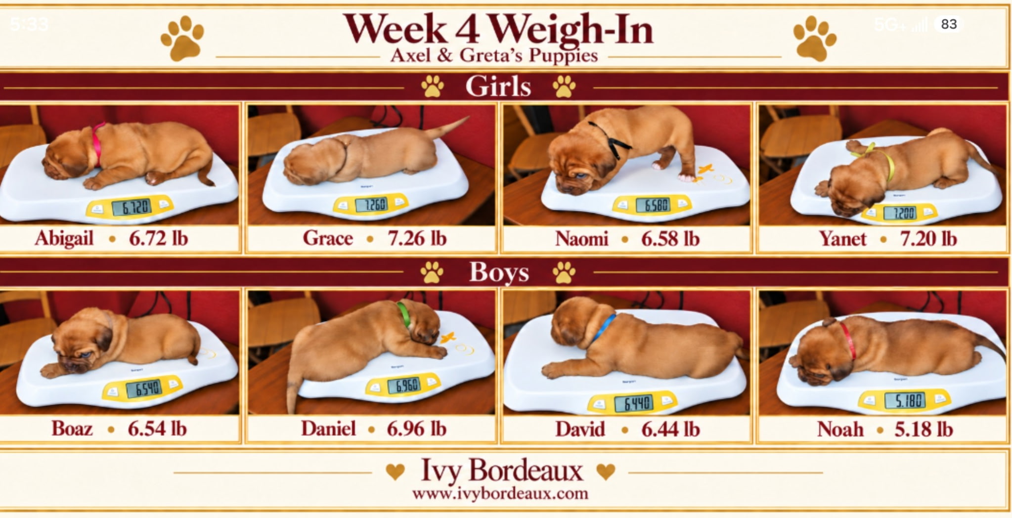pics of pups on scale at weeks old